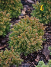 Szydlica japońska 'Compressa' 